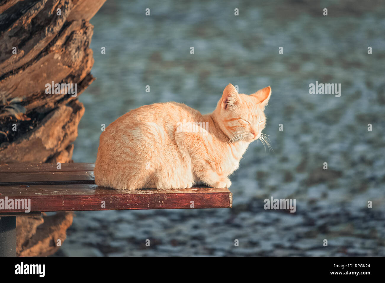 Un simpatico gatto seduto su un banco di lavoro Foto Stock