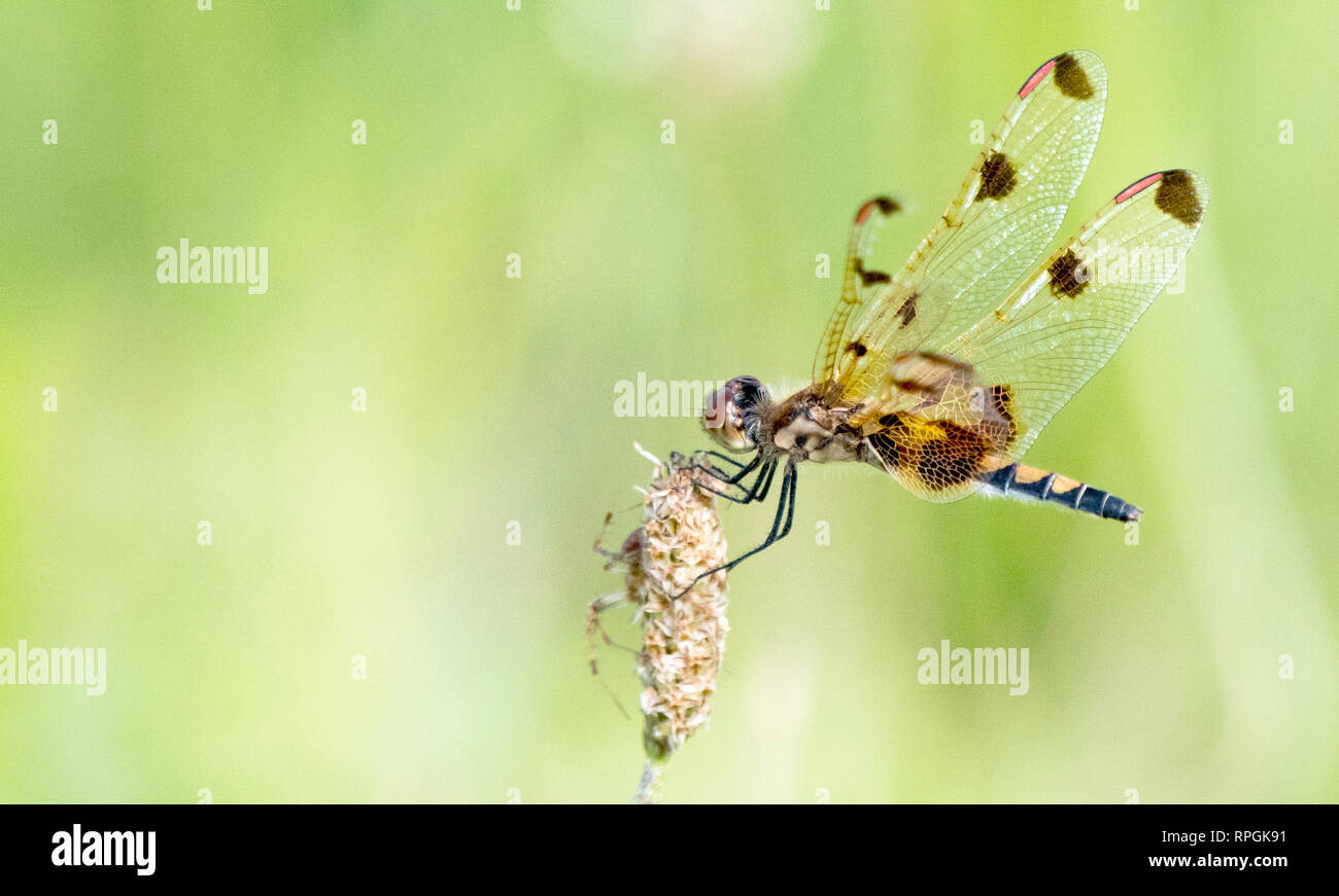 Dodici-spotted Libellula Foto Stock