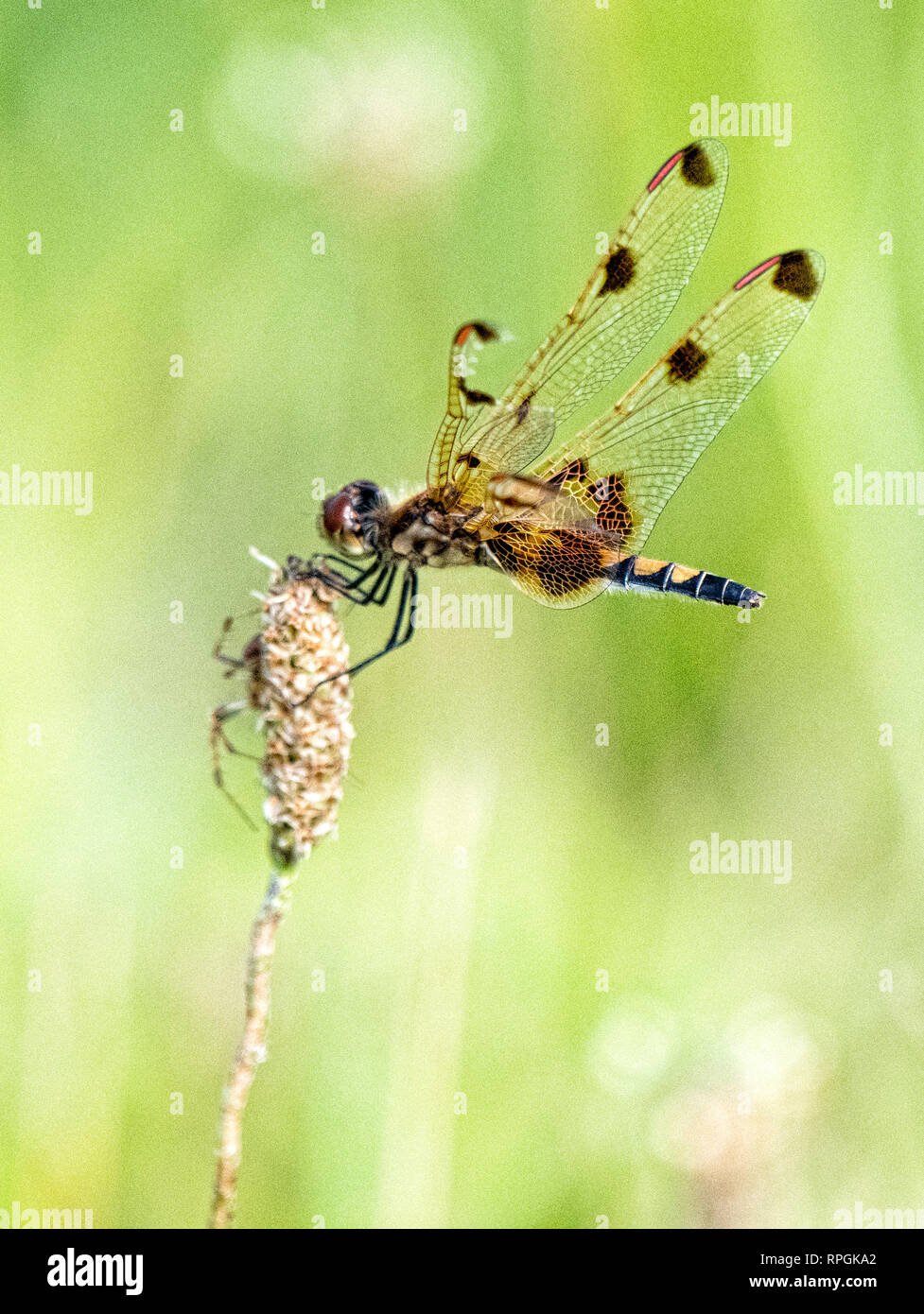 Dodici pezzata di libellula skimmer Foto Stock