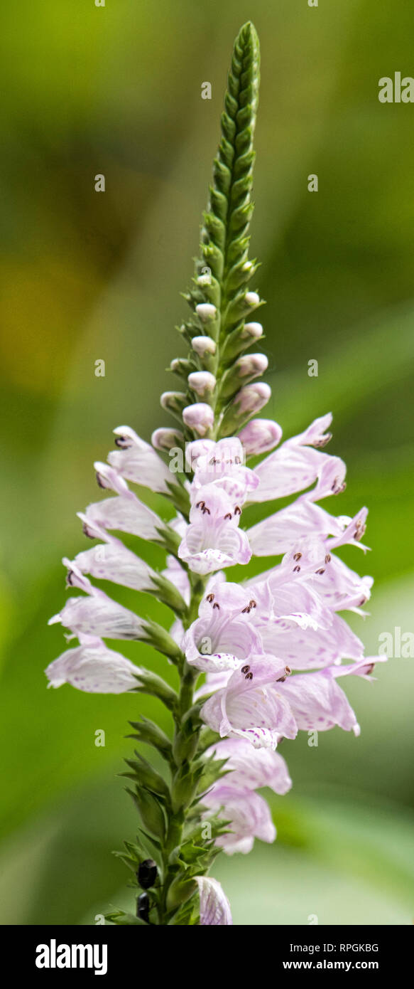 Salute Speedwell Flower Spike Foto Stock
