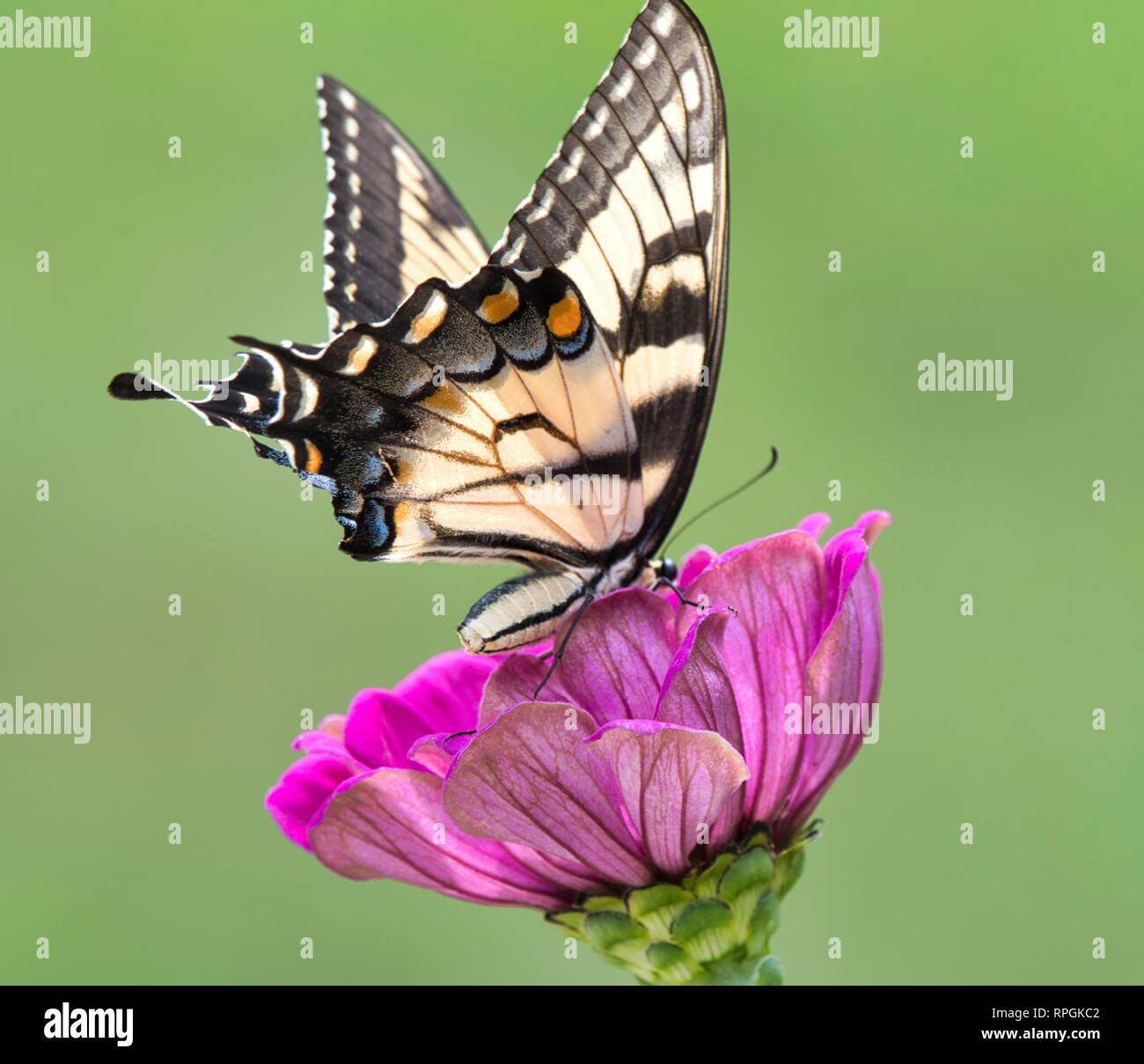 Tiger farfalla a coda di rondine, Zinnia fiore Foto Stock