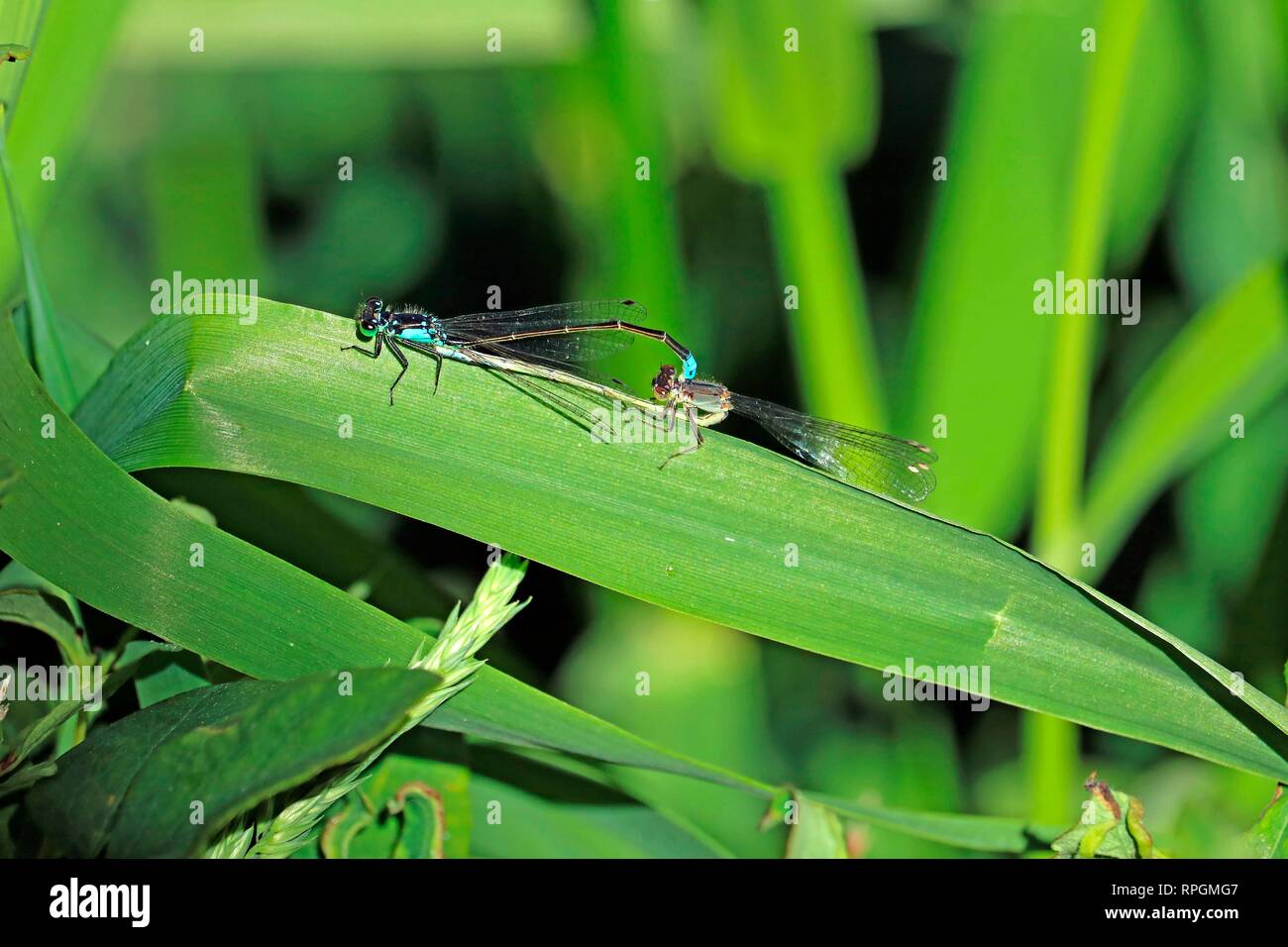 Maschio e femmina damselflies blu in tandem sulla lamina Foto Stock