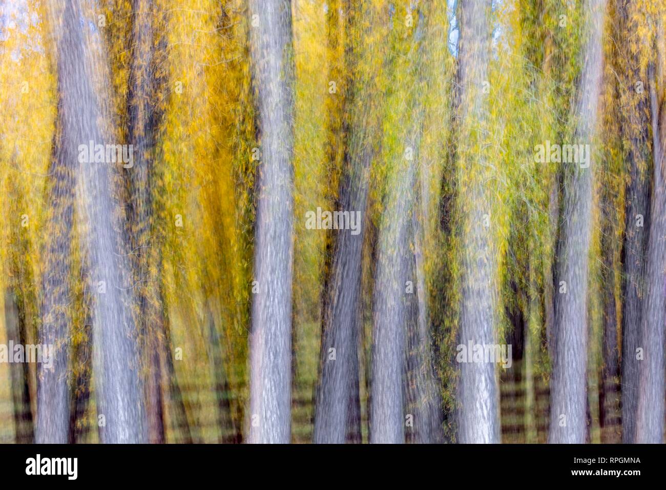 Colorado, Stati Uniti d'America, impressionistica Colore di autunno in Colorado Foto Stock