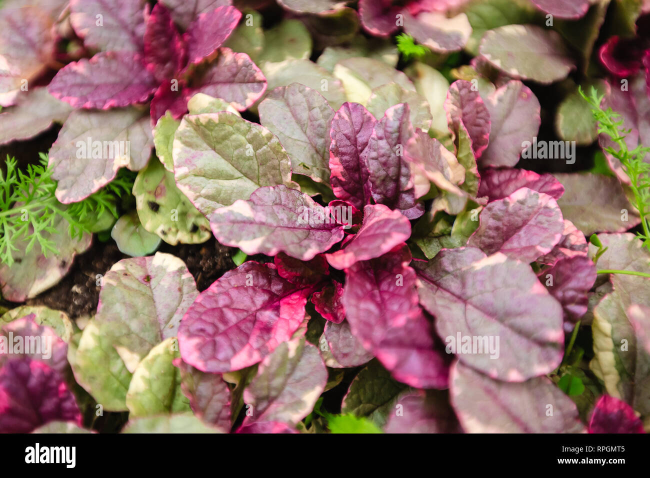 Pianta erbacea Ajuga giornata soleggiata Texture Foto Stock