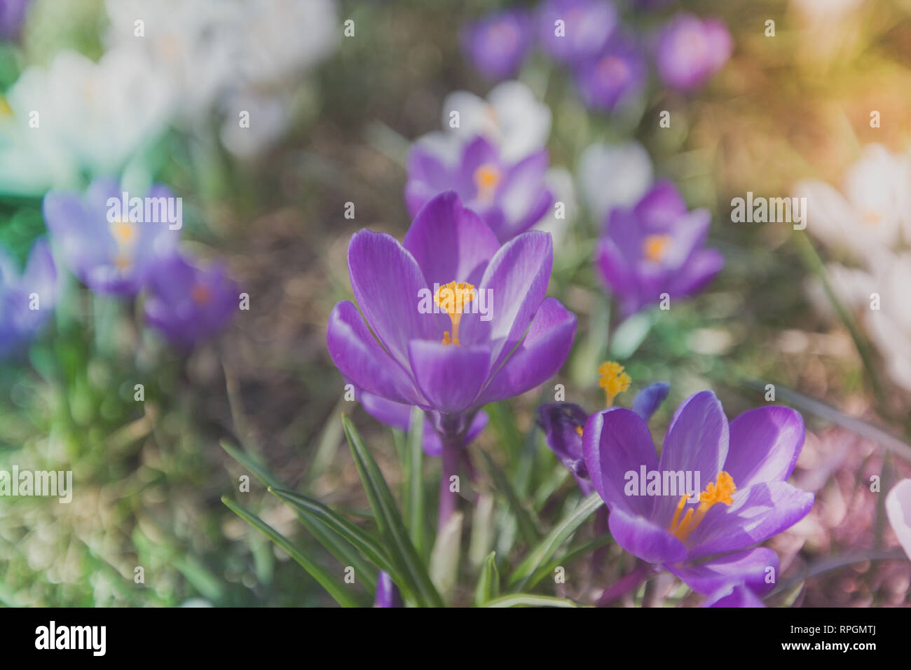 Fiori di crochi viola all'aperto Foto Stock