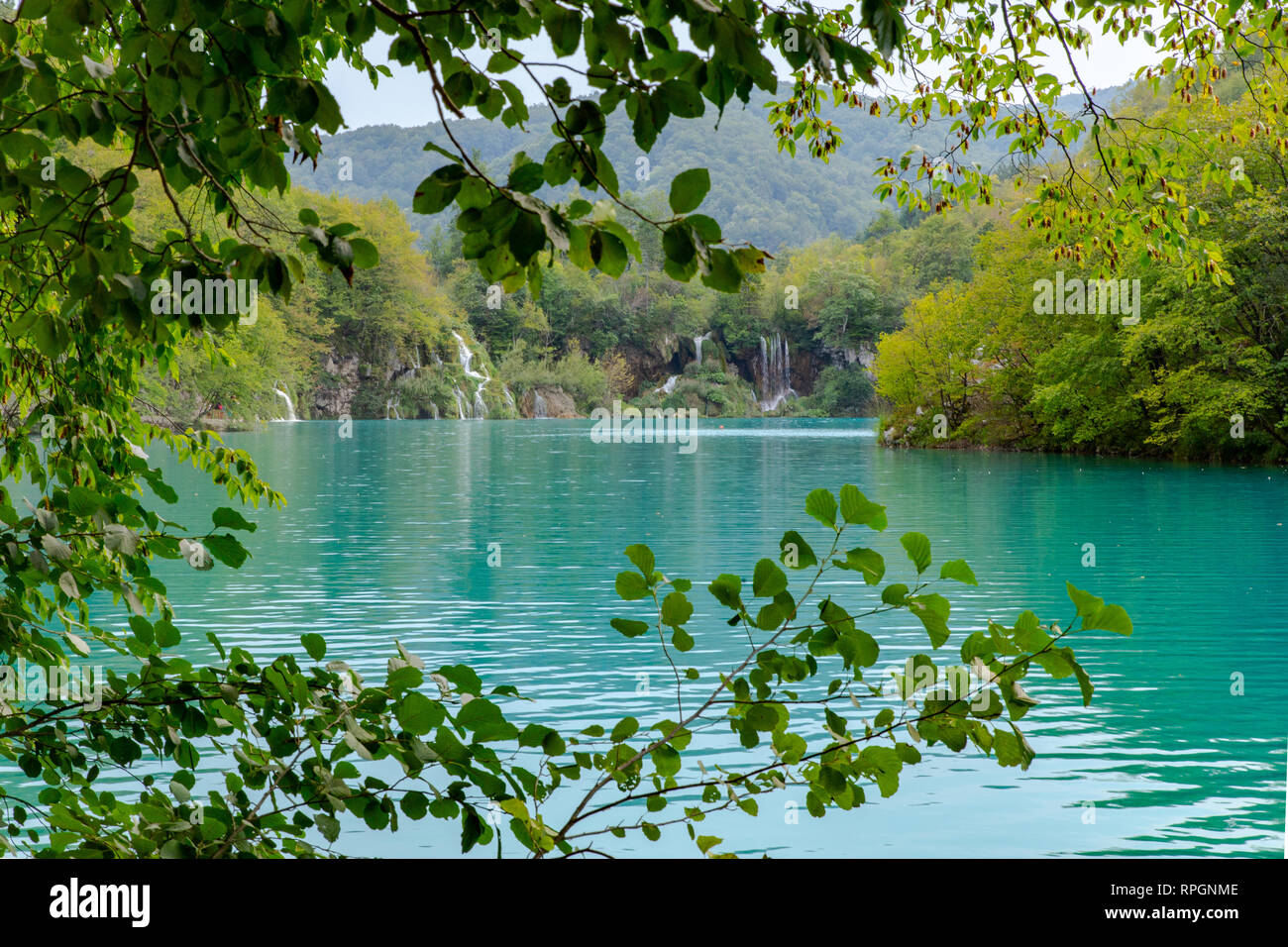 I Laghi di Plitvice e cascate. Una bellissima vista della 'turqoise' acque colorata attraverso il verde degli alberi circostanti. Questa è la Croazia ha oldes Foto Stock