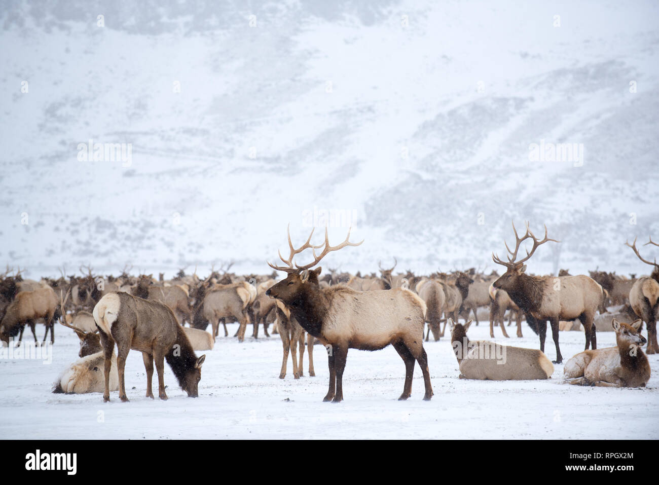 Le scene naturalistiche da Jackson Hole & Yellowstone, Wyoming in inverno Foto Stock