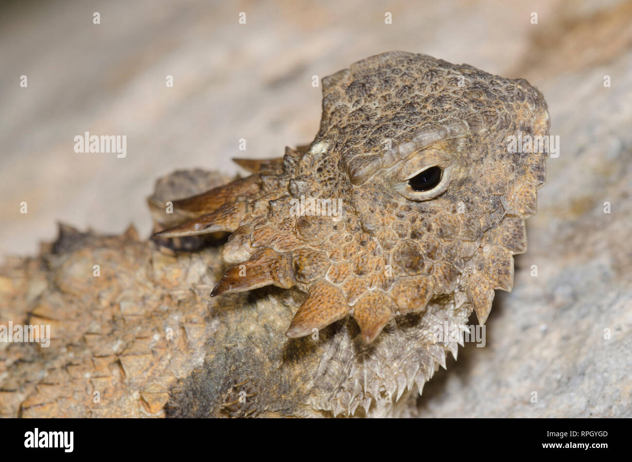 Regal cornuto Lizard, Phrynosoma solare, testa Foto Stock