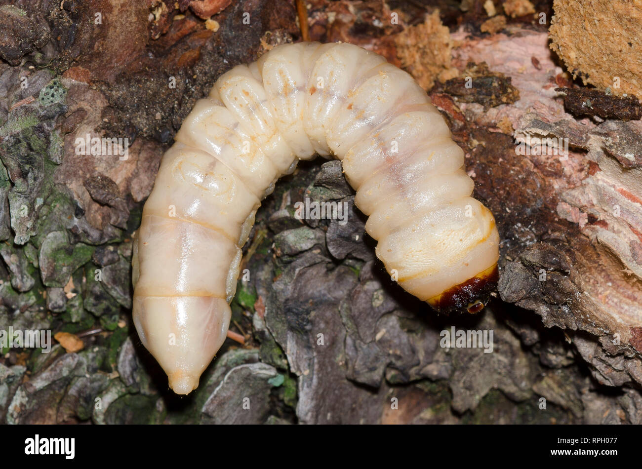 Beetle, ordine Coleoptera, larva sotto corteccia di pino Foto Stock