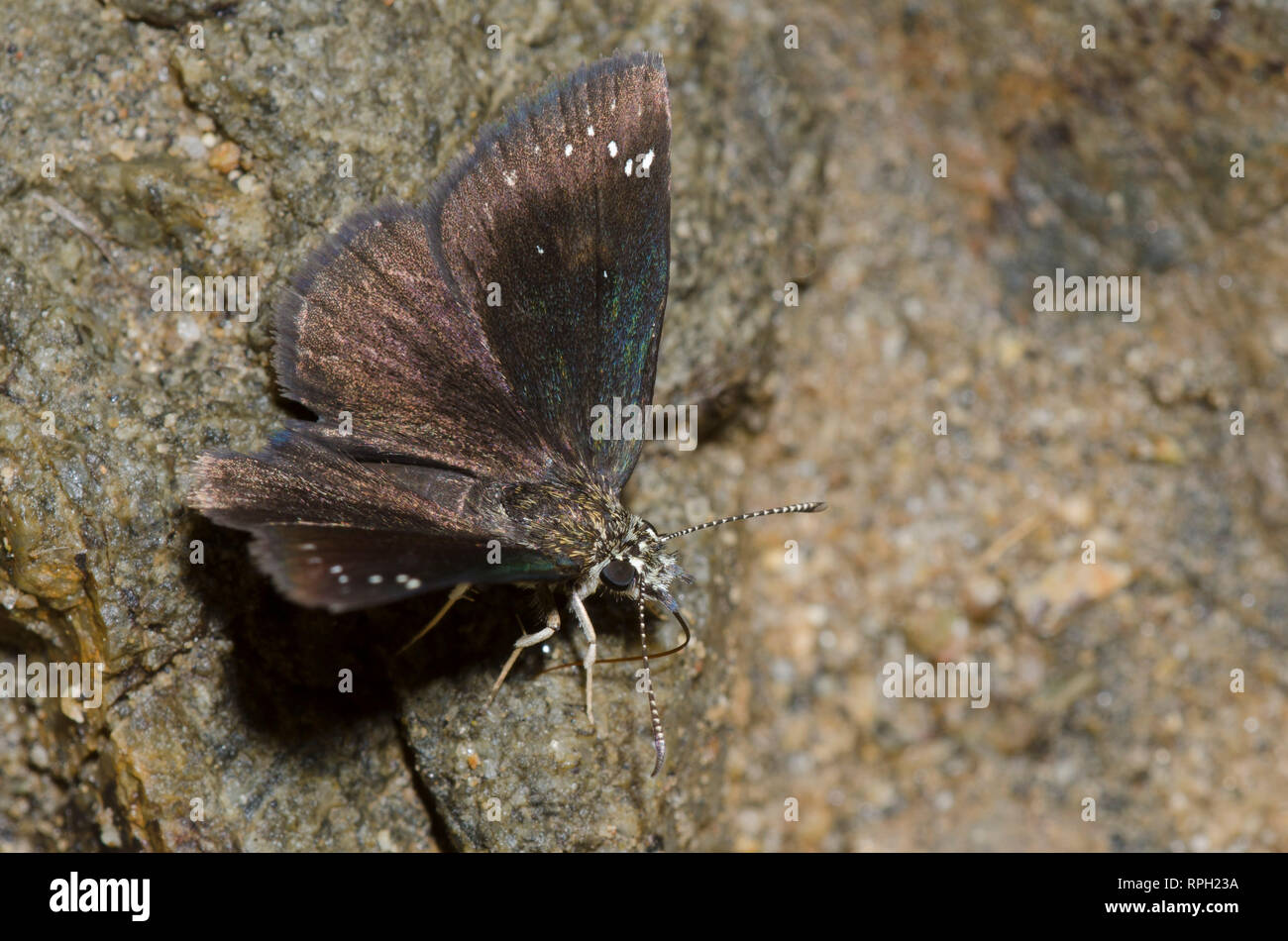 Comune, Sootywing Pholisora Catullo, fango-copertura Foto Stock