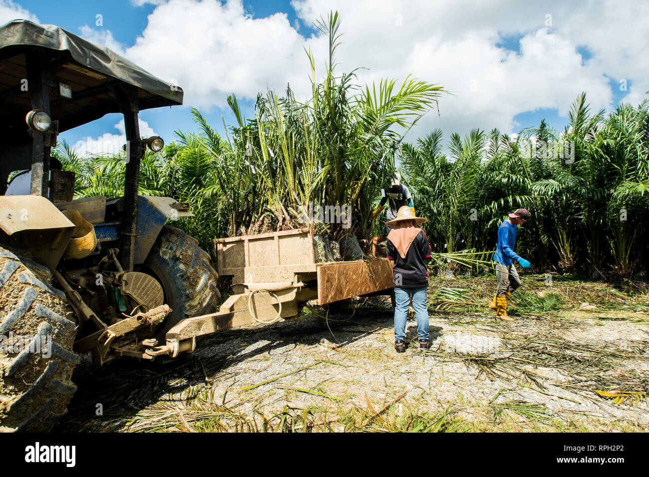 Il sollevamento del palm piantine da vivaio principale al campo utilizza i trattori Foto Stock