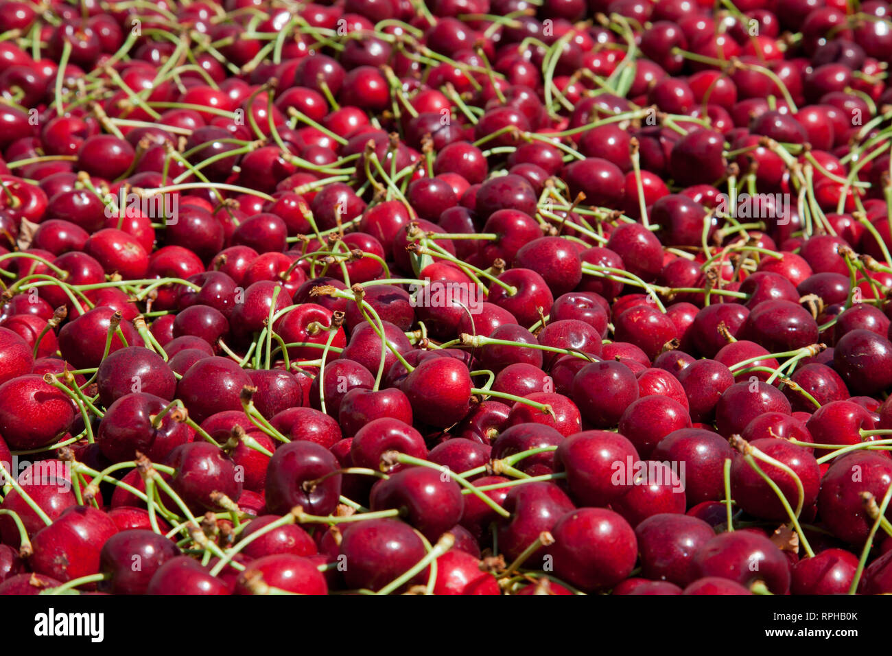 Molti rossi ciliegie mature in un bin pronto per essere confezionato per la vendita Foto Stock