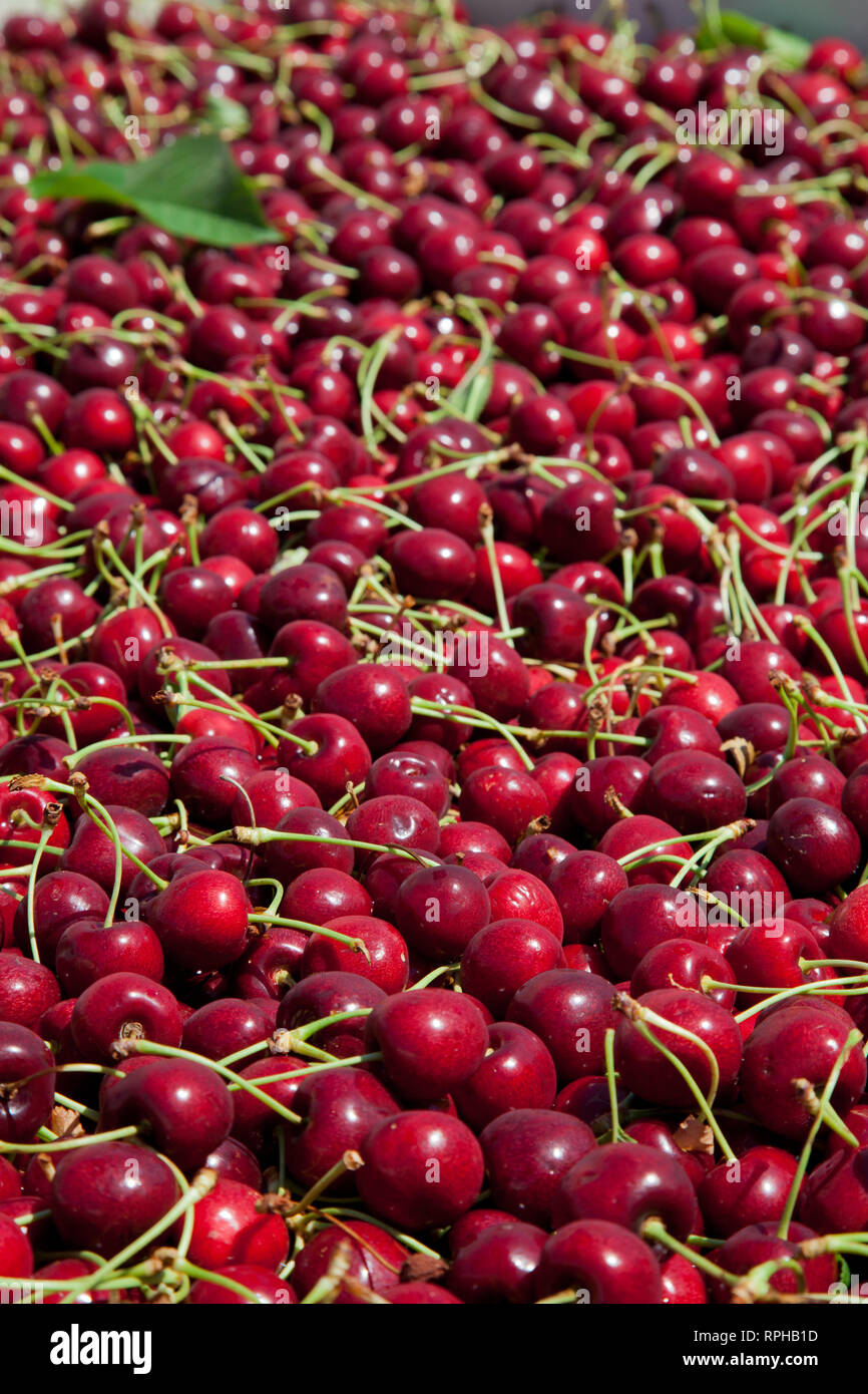 Molti rossi ciliegie mature in un bin pronto per essere confezionato per la vendita Foto Stock