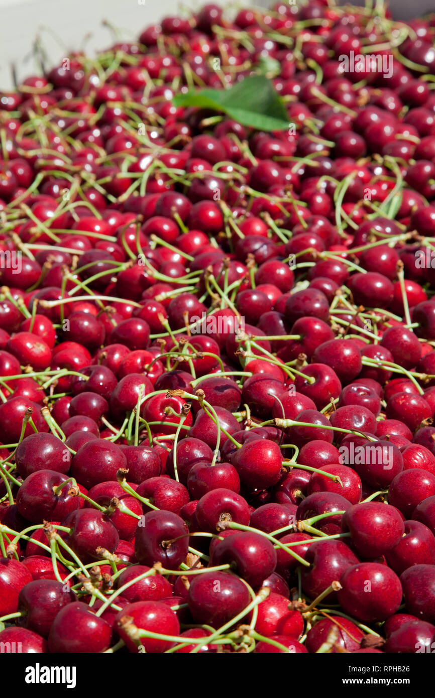 Molti rossi ciliegie mature in un bin pronto per essere confezionato per la vendita Foto Stock
