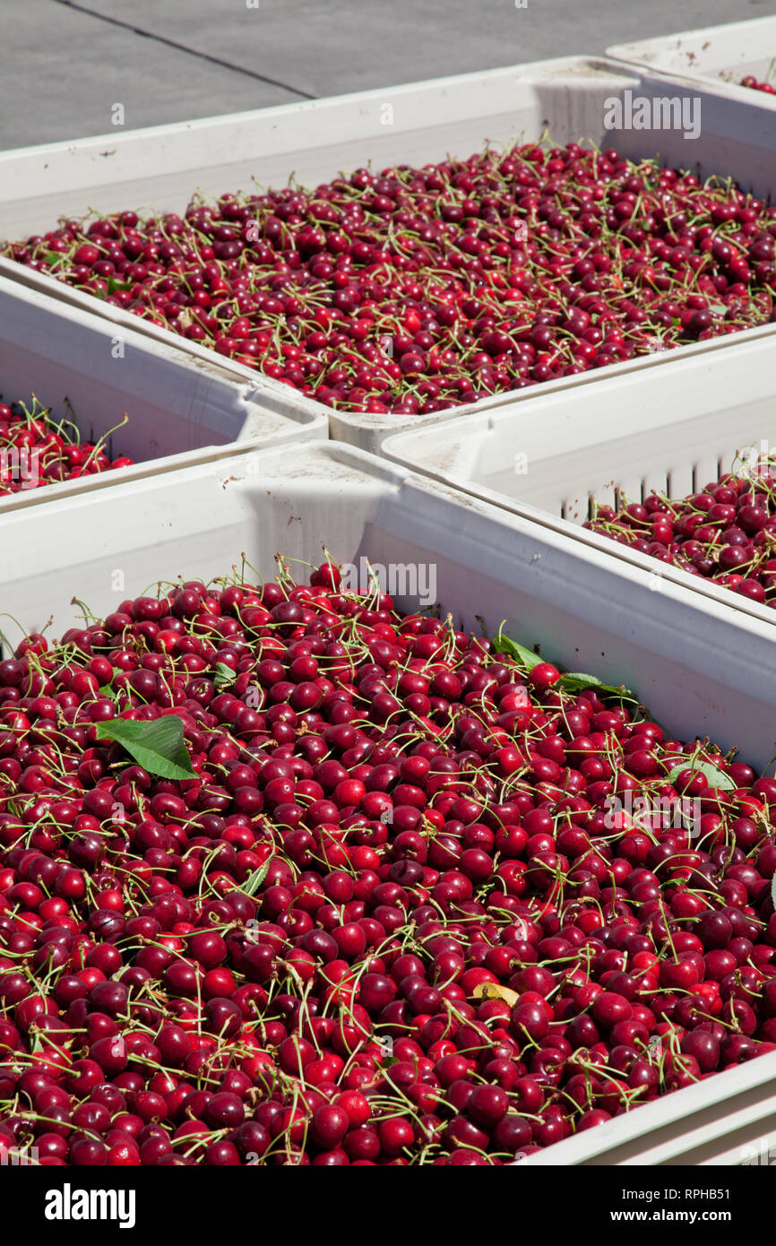 Molti rossi ciliegie mature in un bin pronto per essere confezionato per la vendita Foto Stock