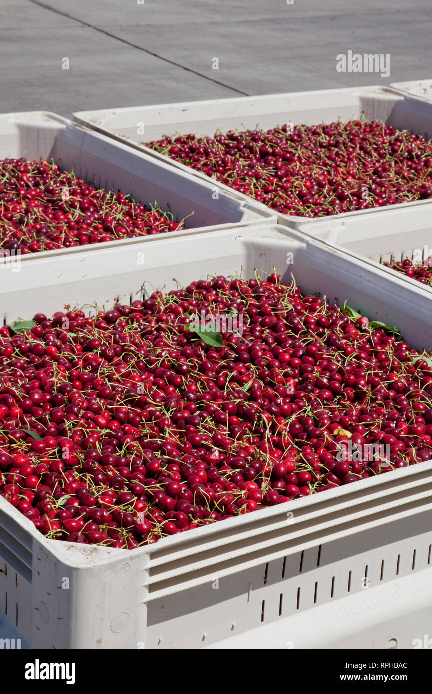 Molti rossi ciliegie mature in un bin pronto per essere confezionato per la vendita Foto Stock