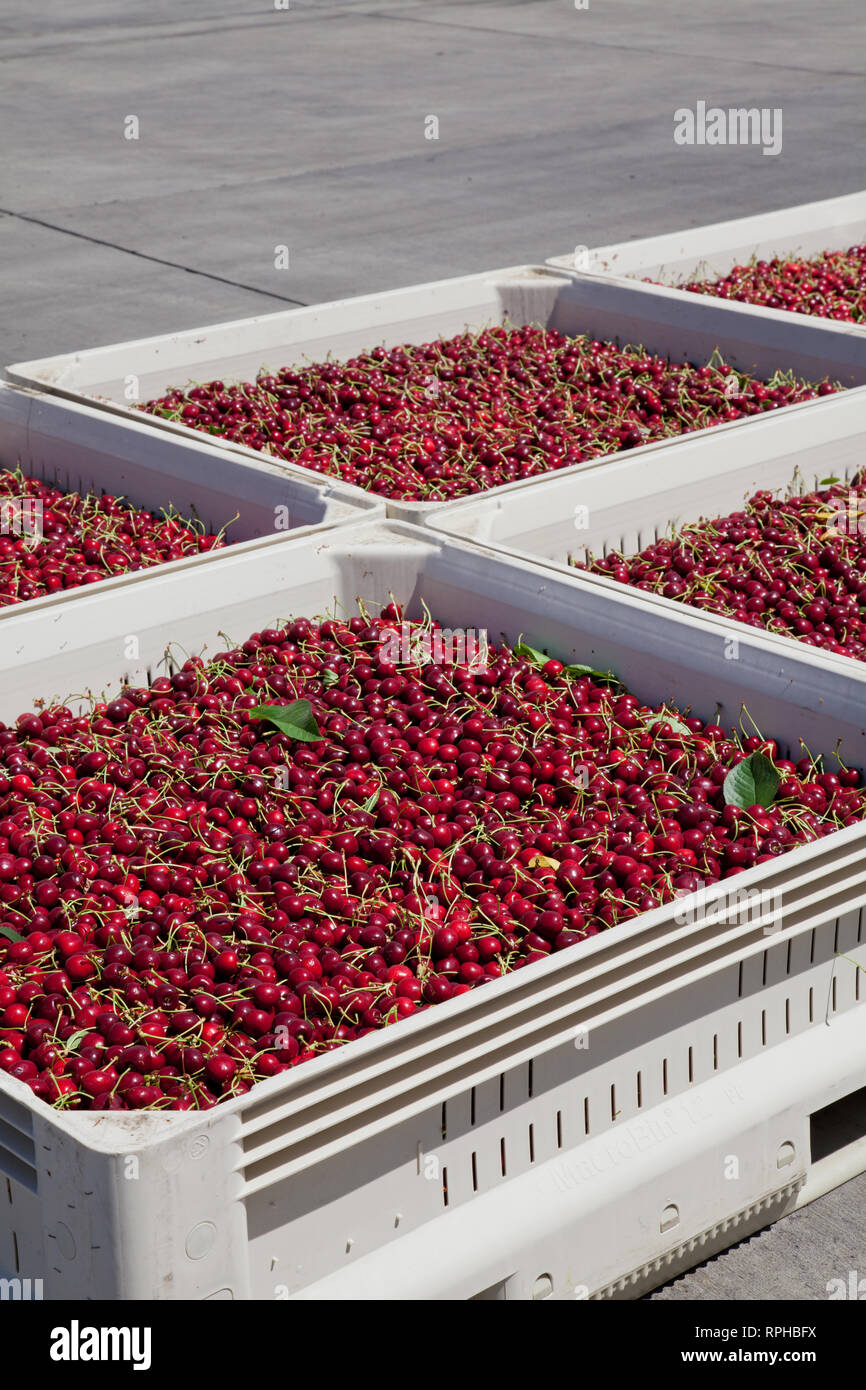 Molti rossi ciliegie mature in un bin pronto per essere confezionato per la vendita Foto Stock