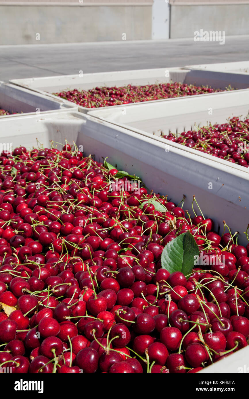 Molti rossi ciliegie mature in un bin pronto per essere confezionato per la vendita Foto Stock