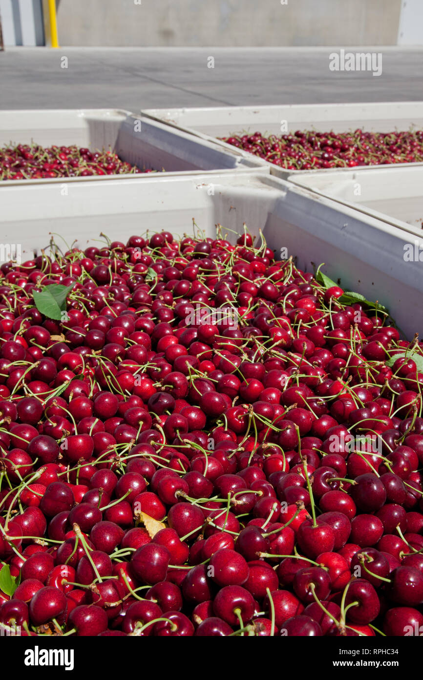 Molti rossi ciliegie mature in un bin pronto per essere confezionato per la vendita Foto Stock