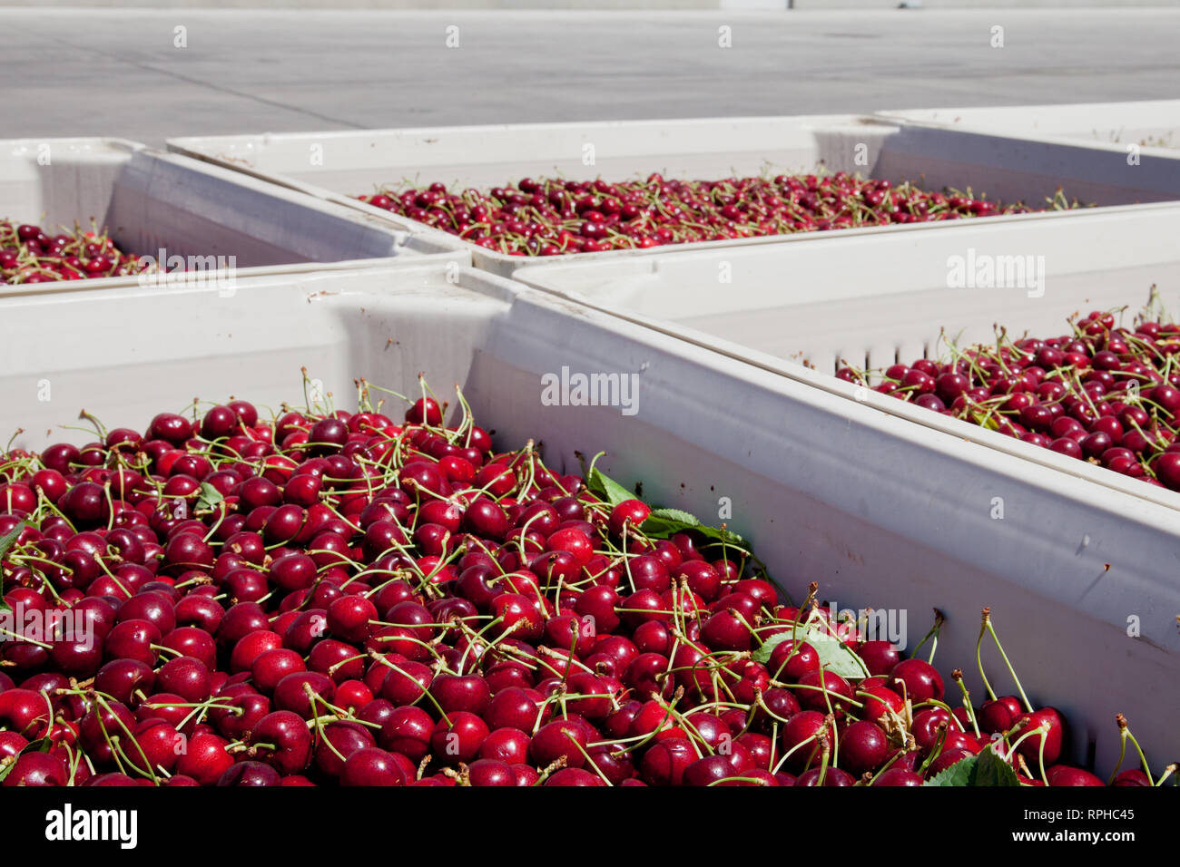 Molti rossi ciliegie mature in un bin pronto per essere confezionato per la vendita Foto Stock