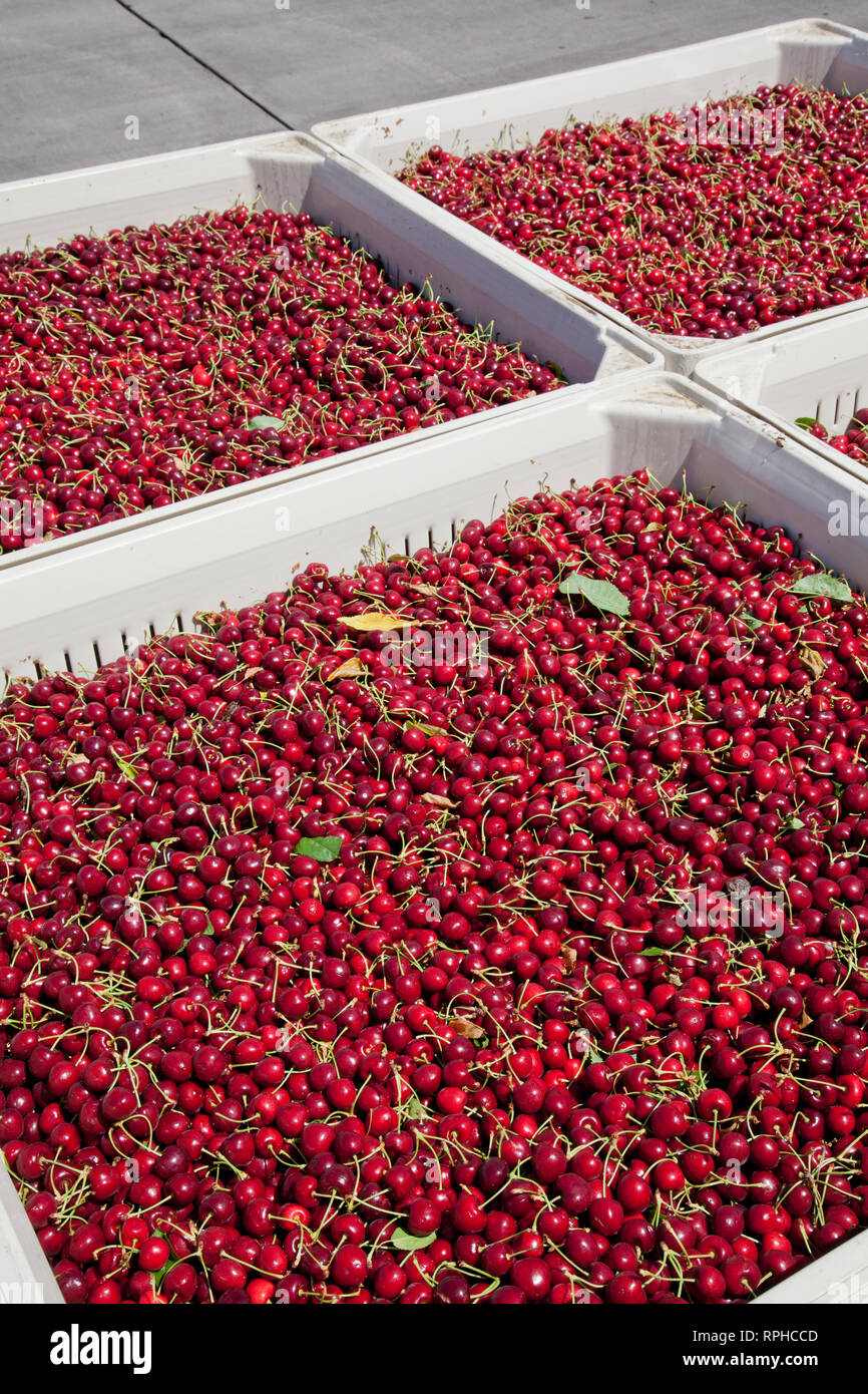 Molti rossi ciliegie mature in un bin pronto per essere confezionato per la vendita Foto Stock