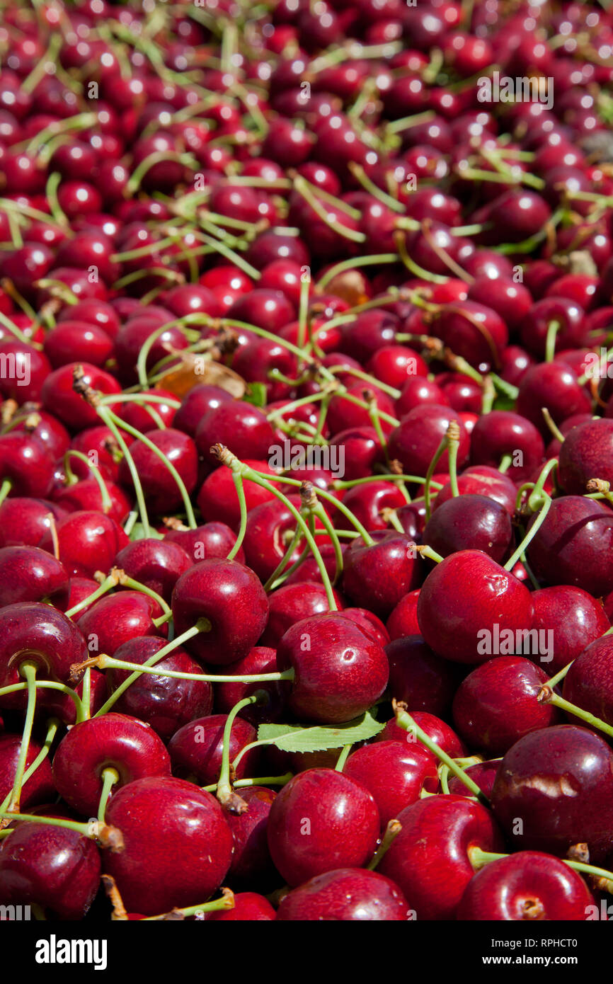 Molti rossi ciliegie mature in un bin pronto per essere confezionato per la vendita Foto Stock