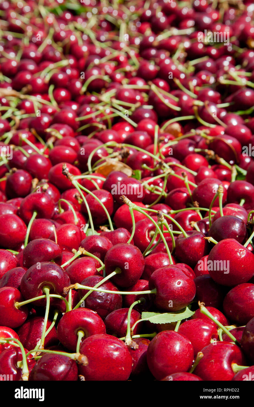 Molti rossi ciliegie mature in un bin pronto per essere confezionato per la vendita Foto Stock