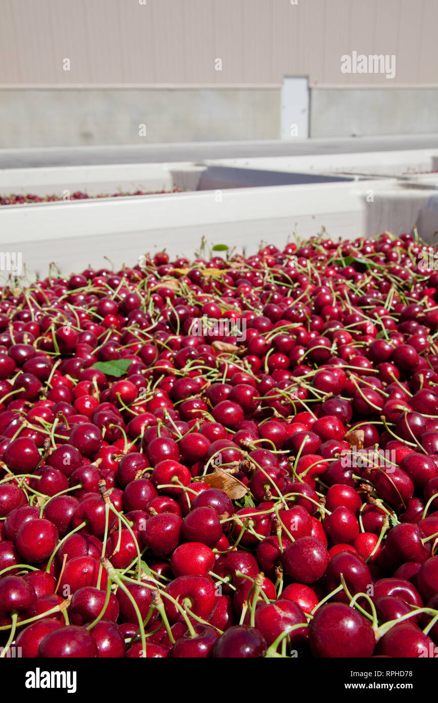 Molti rossi ciliegie mature in un bin pronto per essere confezionato per la vendita Foto Stock