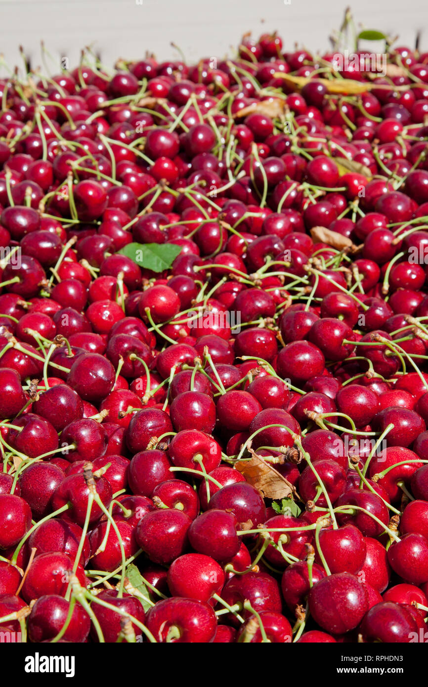 Molti rossi ciliegie mature in un bin pronto per essere confezionato per la vendita Foto Stock
