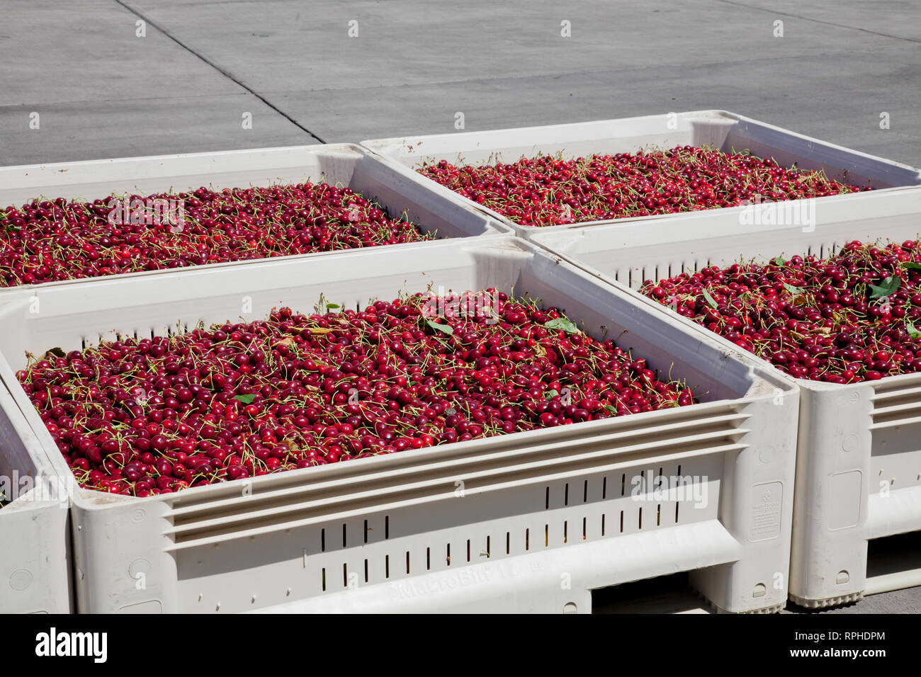 Molti rossi ciliegie mature in un bin pronto per essere confezionato per la vendita Foto Stock