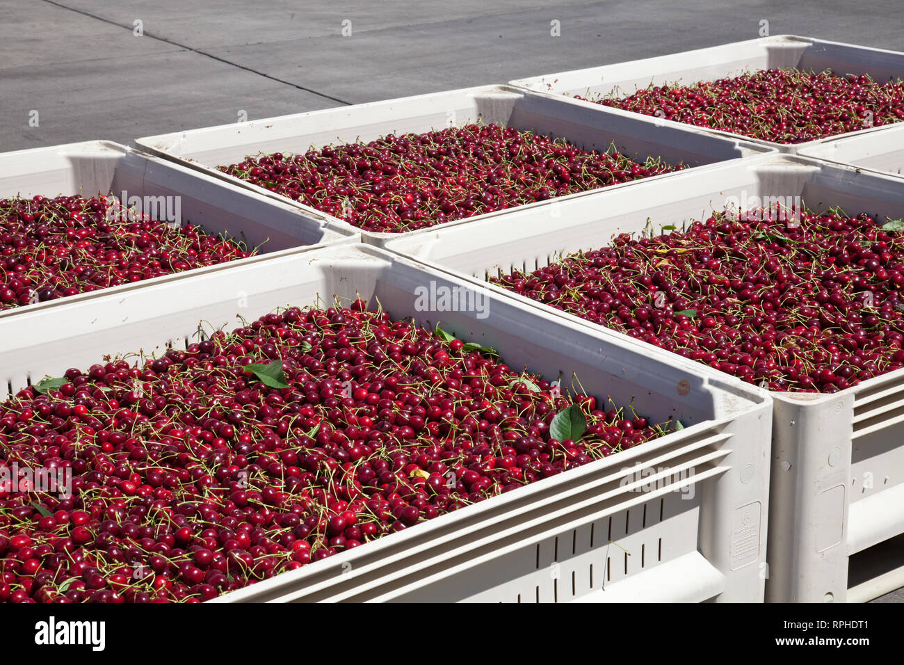 Molti rossi ciliegie mature in un bin pronto per essere confezionato per la vendita Foto Stock
