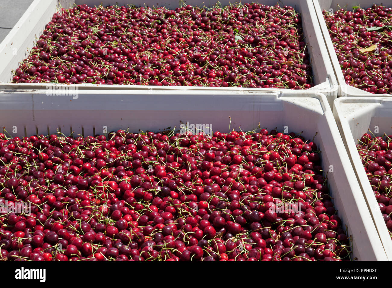 Molti rossi ciliegie mature in un bin pronto per essere confezionato per la vendita Foto Stock