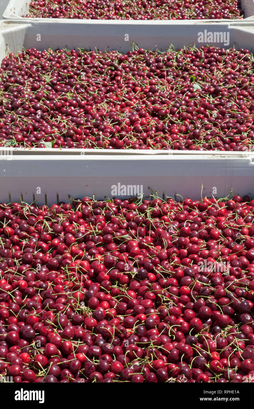 Molti rossi ciliegie mature in un bin pronto per essere confezionato per la vendita Foto Stock