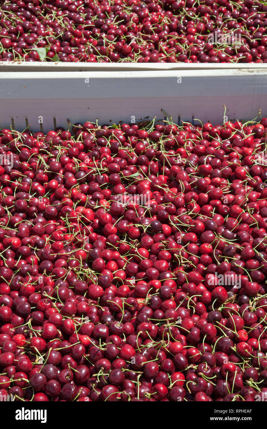 Molti rossi ciliegie mature in un bin pronto per essere confezionato per la vendita Foto Stock