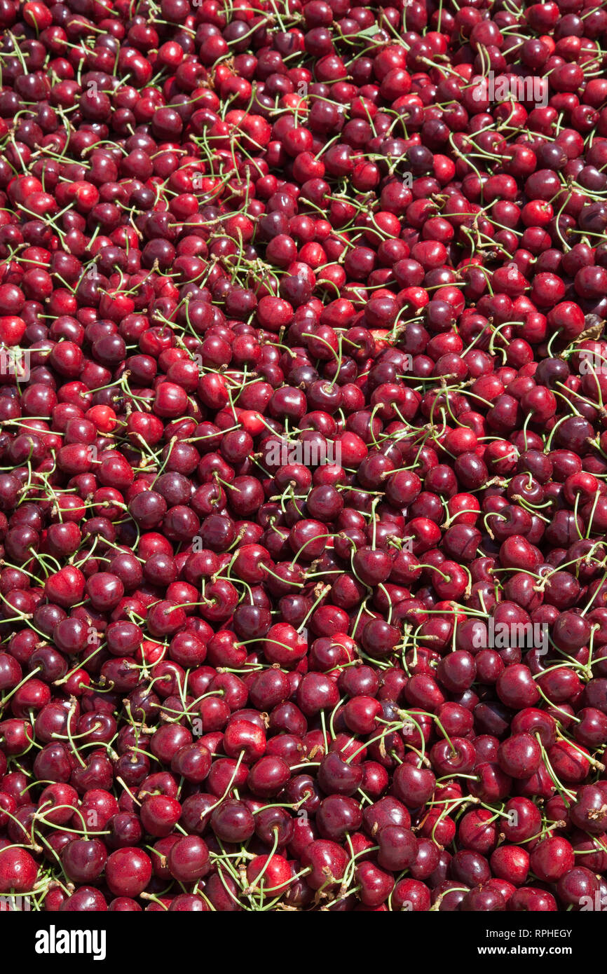 Molti rossi ciliegie mature in un bin pronto per essere confezionato per la vendita Foto Stock