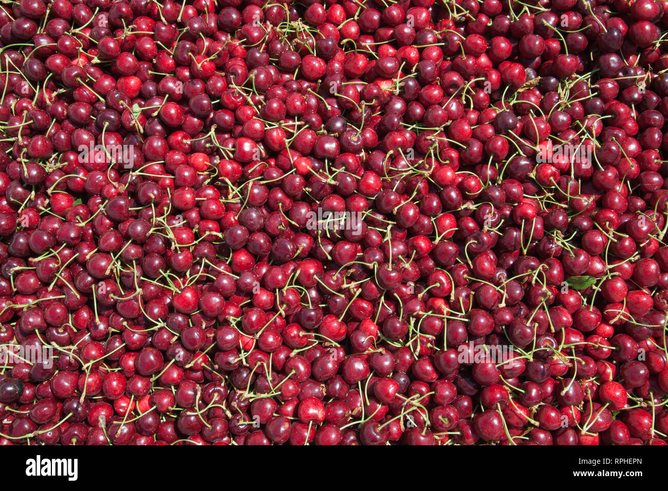 Molti rossi ciliegie mature in un bin pronto per essere confezionato per la vendita Foto Stock