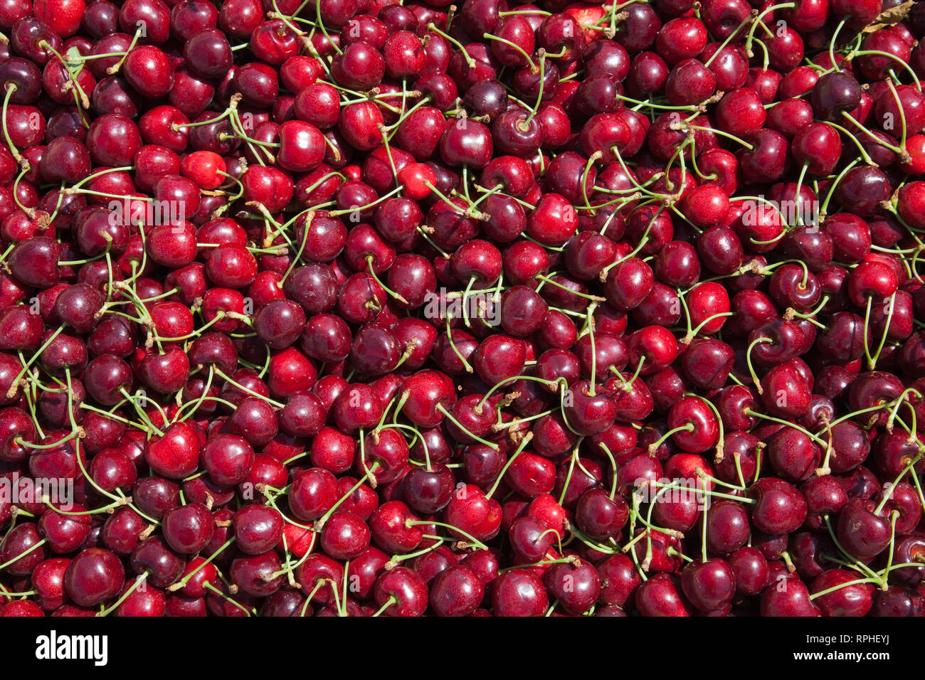 Molti rossi ciliegie mature in un bin pronto per essere confezionato per la vendita Foto Stock