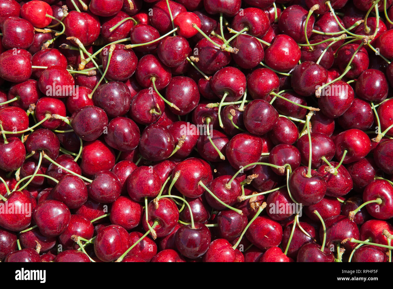 Molti rossi ciliegie mature in un bin pronto per essere confezionato per la vendita Foto Stock