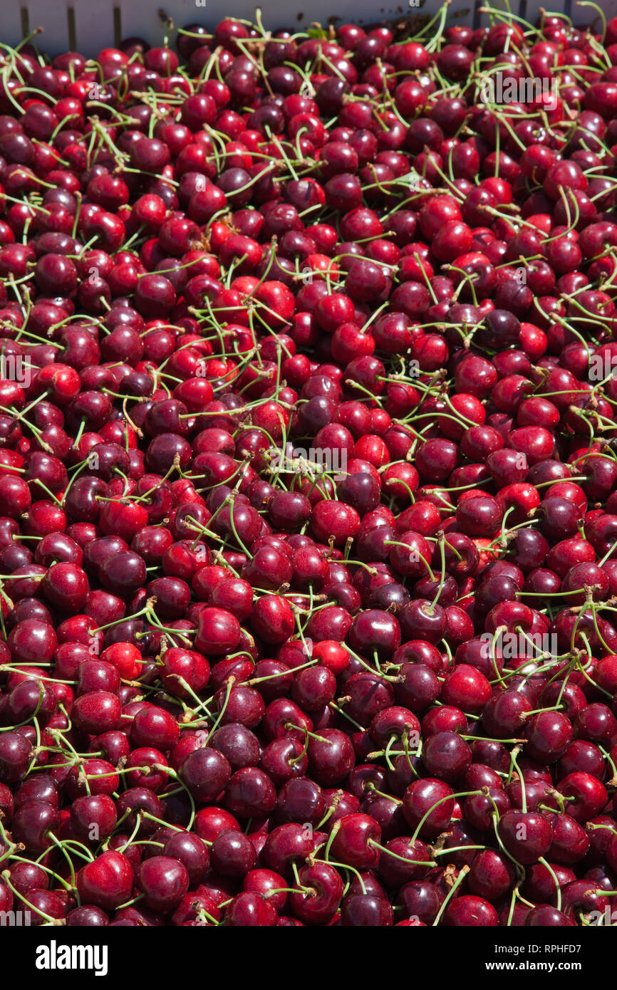 Molti rossi ciliegie mature in un bin pronto per essere confezionato per la vendita Foto Stock