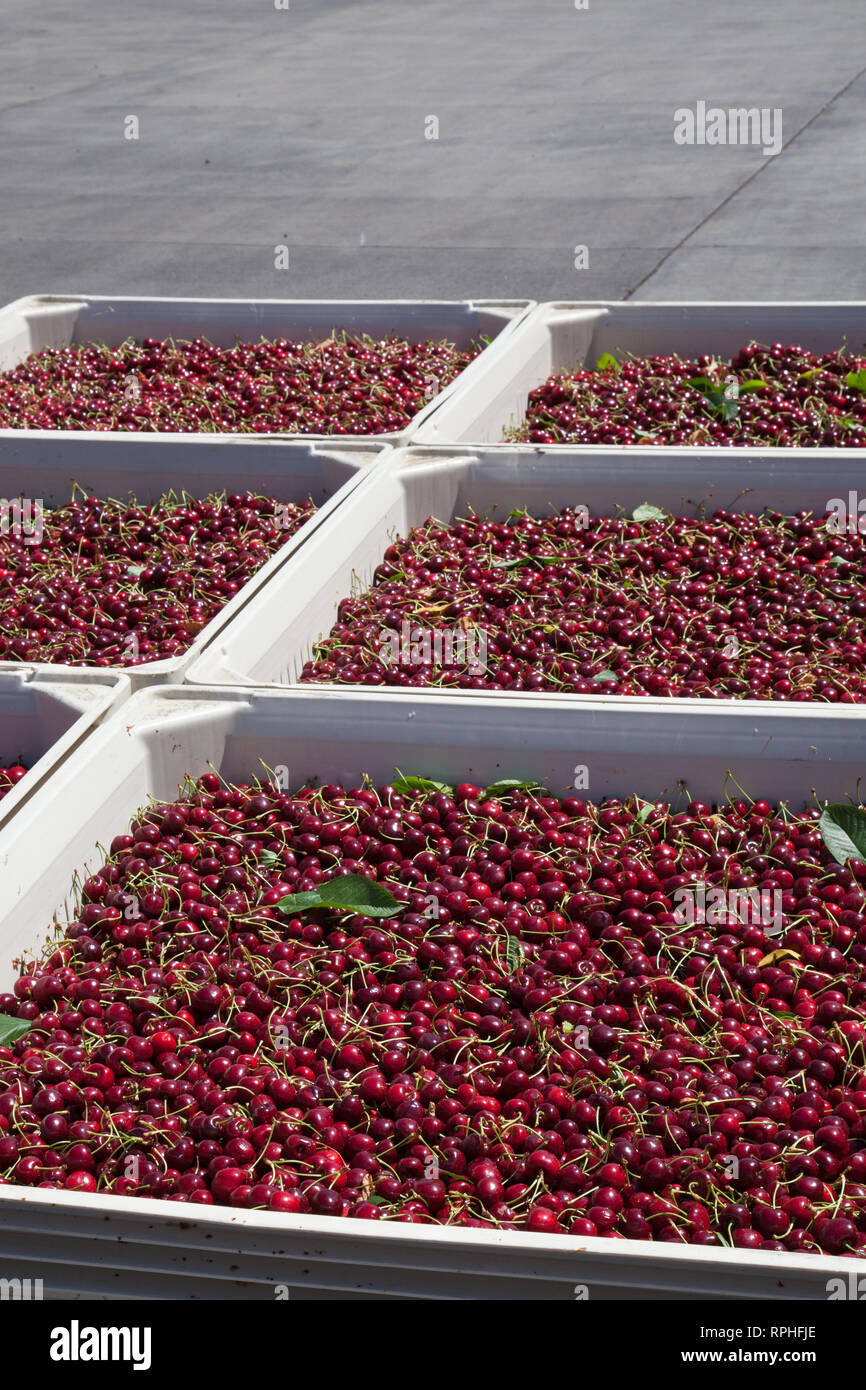 Molti rossi ciliegie mature in un bin pronto per essere confezionato per la vendita Foto Stock