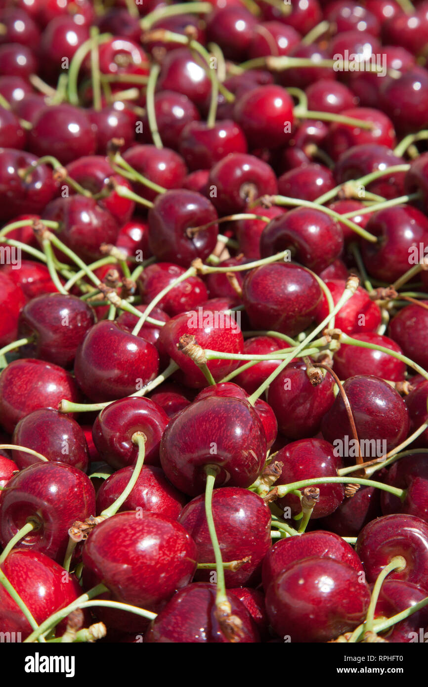Molti rossi ciliegie mature in un bin pronto per essere confezionato per la vendita Foto Stock