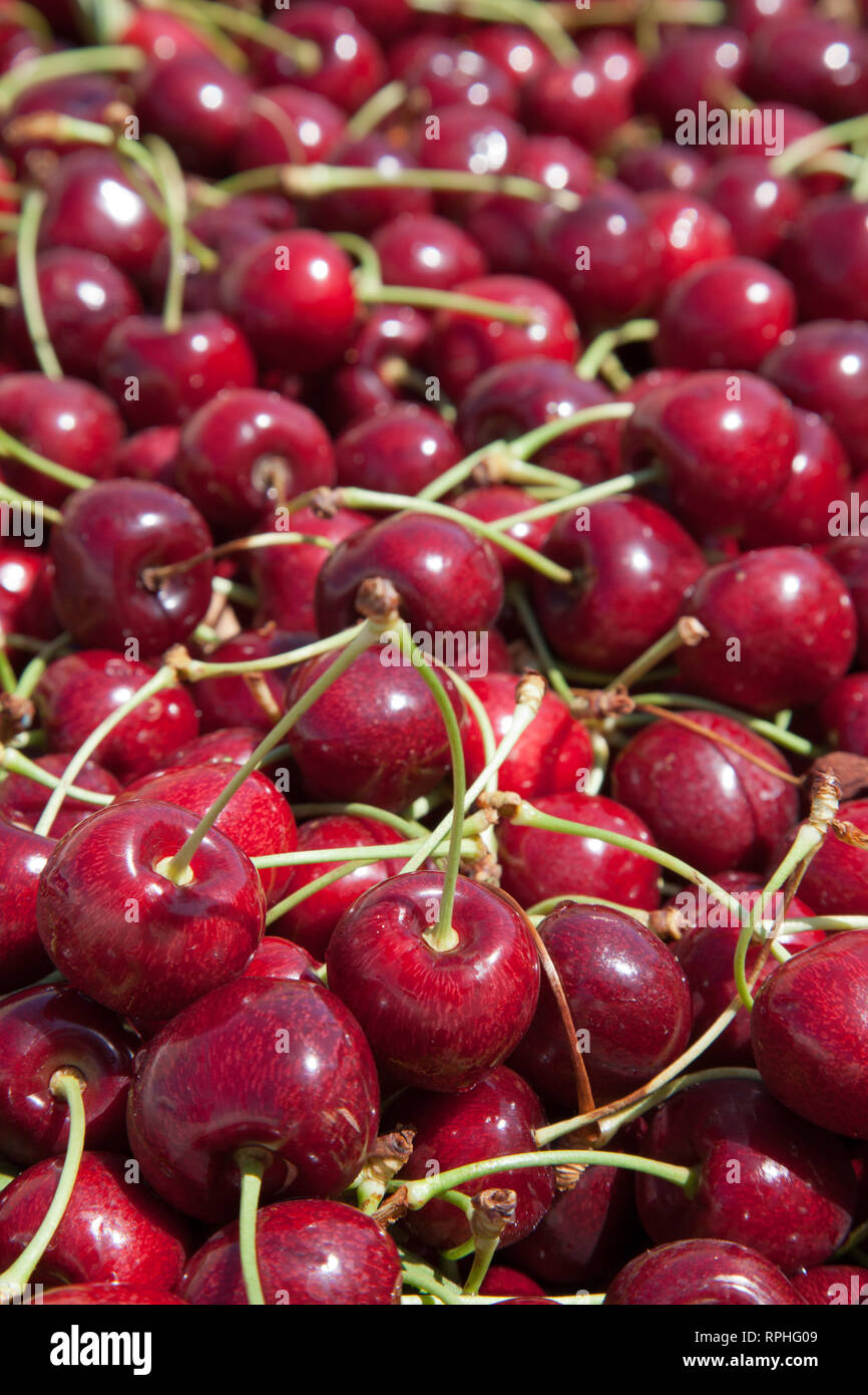 Molti rossi ciliegie mature in un bin pronto per essere confezionato per la vendita Foto Stock