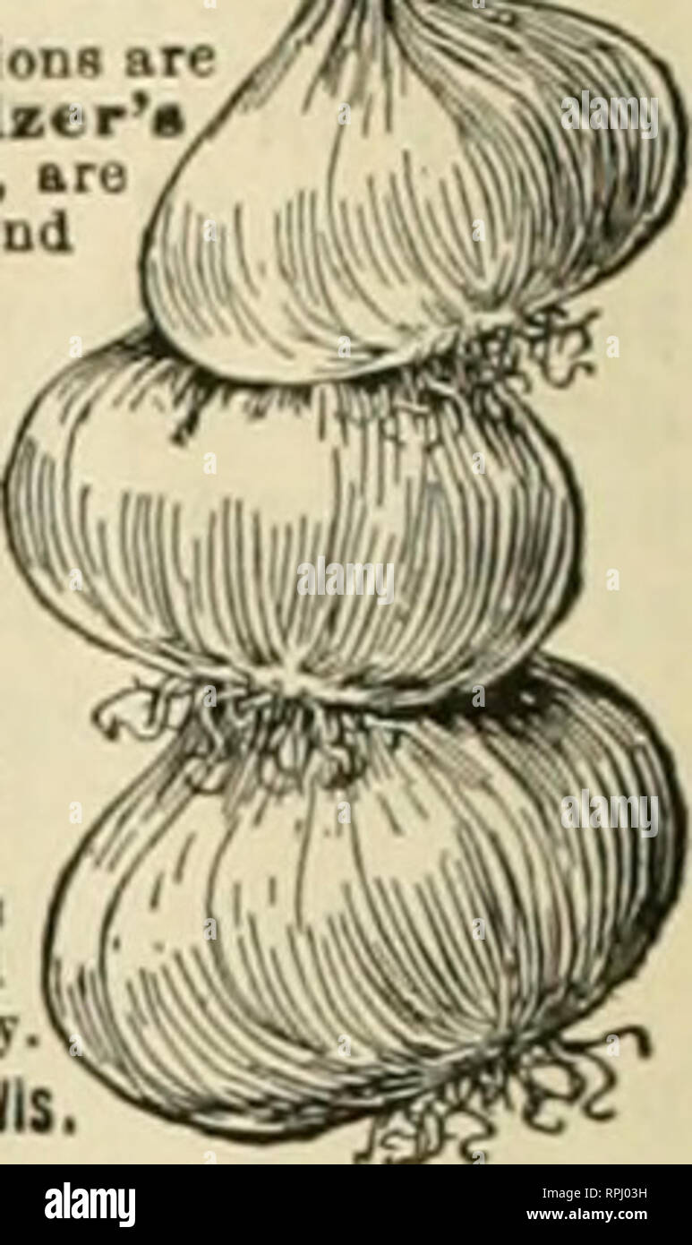 . American bee journal. La cultura delle api; le api. Gennaio American Hee ufficiale bianco Meliloto sementi di trifoglio dolce sta rapidamente diventando una delle più cose utili che possono essere cresciuti in azienda. Il suo valore come un miele-pianta è ben noto per gli apicoltori, ma il suo valore come una trincia-impianto e anche come un arricchimento del suolo non sono così ampiamente noti. Tuttavia, Meliloto è venuta al fronte molto veloce in questi giorni. Alcuni anni fa era considerata come una pianta infestante da coloro che non conosceva meglio. Il primo atteggiamento dell'agricoltore illuminato oggi sta cambiando a un grande rispetto e apprezzamento di meliloto, Foto Stock