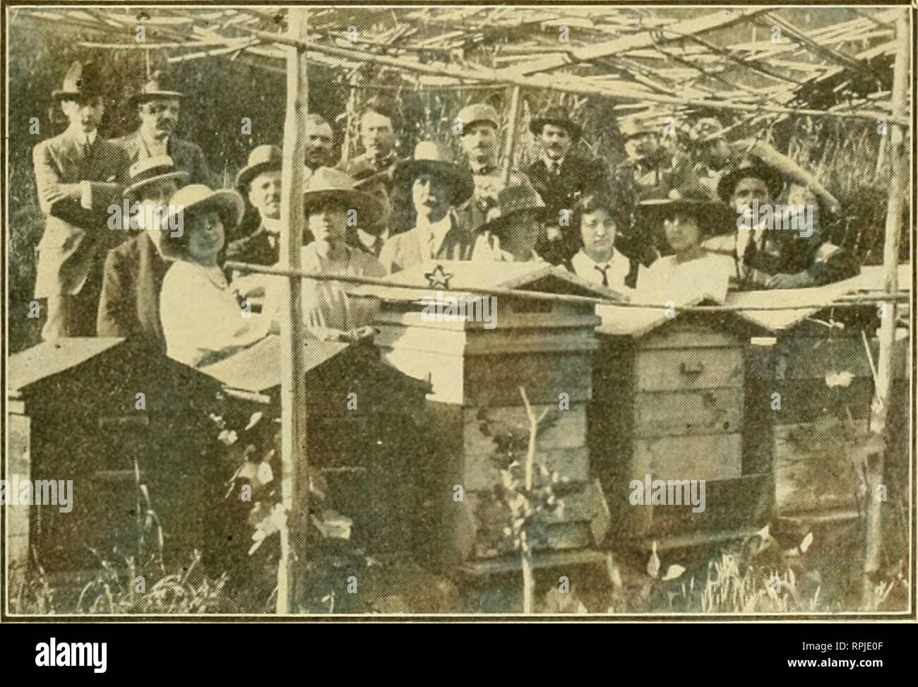 . American bee journal. La cultura delle api; le api. 1918 AMERICAN BEE JOURNAL 305 involontariamente, forte, opportunamente- formulata sentimenti sfuggito me. "Sei colpito?" chiamato fuori la magica ragazza, dolcemente. "Sono io pungo!" Ho iniziato, quindi ri- elementi per trattenere me, come ho continuato cupamente a contare i miei pochi re- altre "fagioli." A Los Gatos, California Il mantenimento delle colonie dalla stretta del miele il flusso di un anno fino al suo inizio la prossima. Da *Geo. S. Demuth, apicultori assis- tant, Bureau di Entomologia (continua dal numero di agosto) Questo documento è stato preparato come un annuncio- abito, un Foto Stock