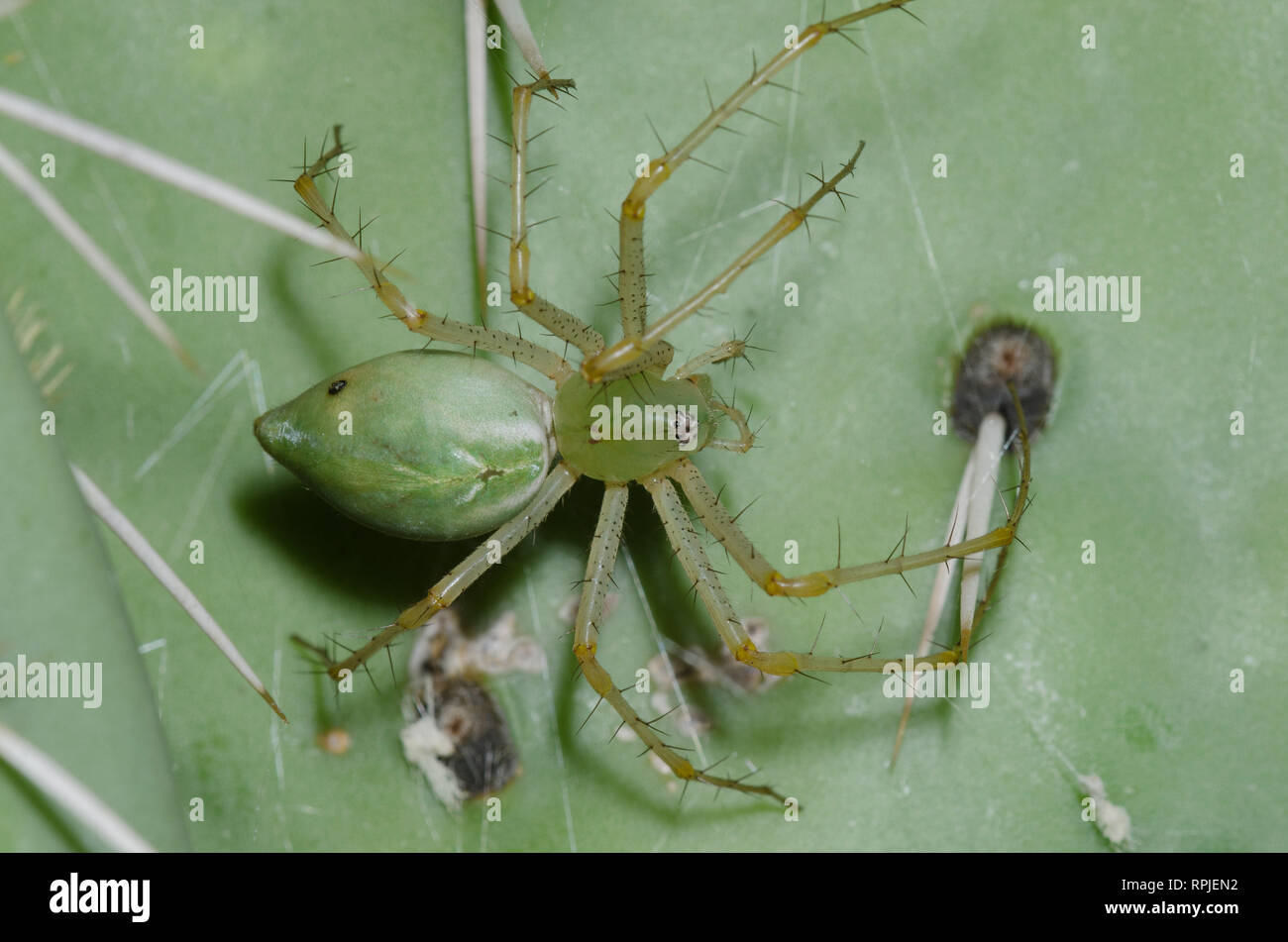 Lynx Spider, Peucetia sp., su pera di pucazzo, Opuntia sp. Foto Stock