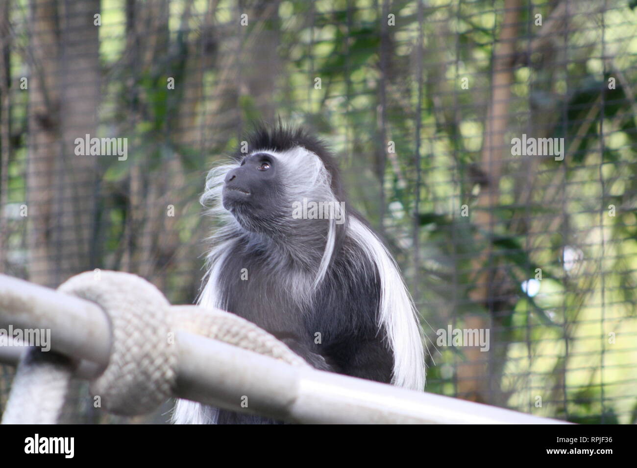Black and White Colobus Monkey, scimmia del Vecchio Mondo, lo Zoo di San Diego, San Diego, California, Africa, Piliocolobus Foto Stock