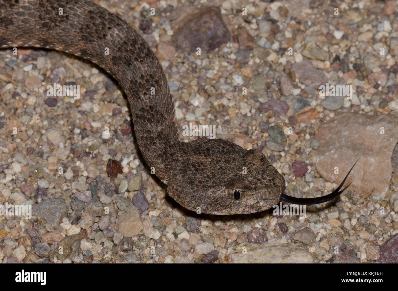 Tiger Rattlesnake, Crotalus tigri Foto Stock