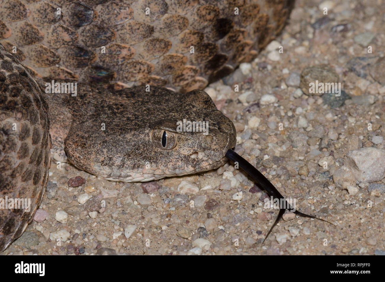 Tiger Rattlesnake, Crotalus tigri Foto Stock