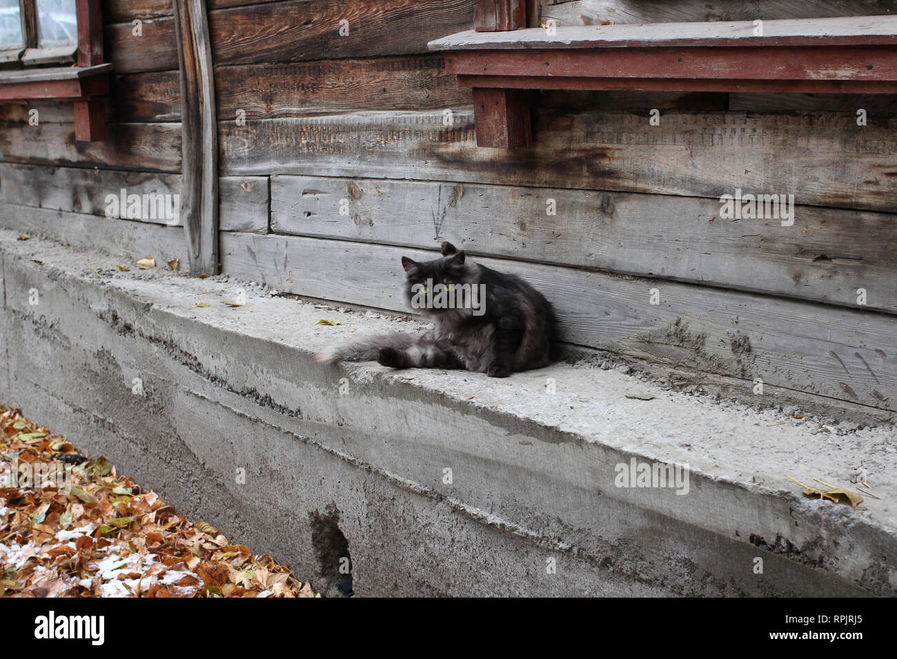 Gatto seduto sul fondamento di una vecchia casa in legno nel villaggio siberiano in autunno Foto Stock