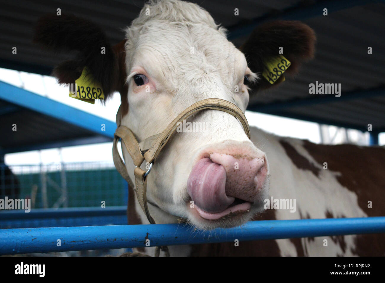 Divertente mucca in una fattoria in un paddock bloccato la propria lingua sul suo capo la museruola close-up guarda Foto Stock